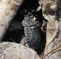 Thanatophilus rugosus