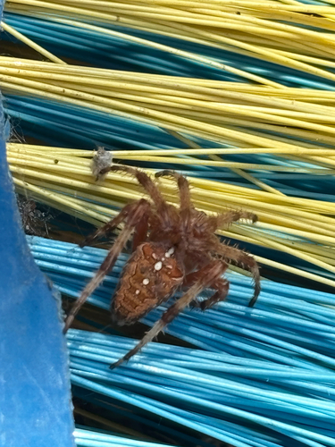 Cross Orbweaver