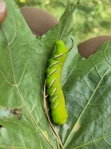 Privet Hawkmoth