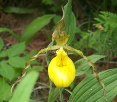 Cypripedium parviflorum pubescens