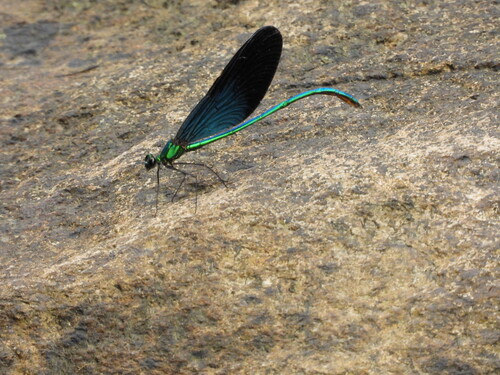 Matrona basilaris