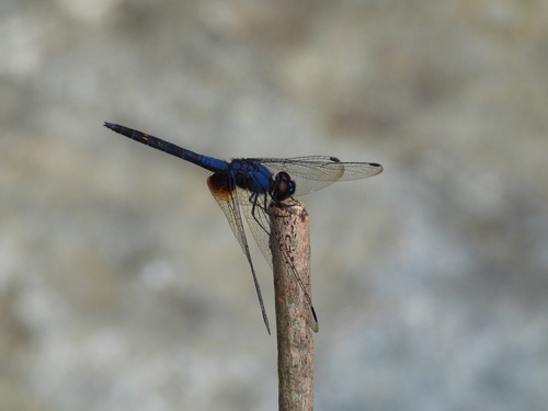 Indigo Dropwing