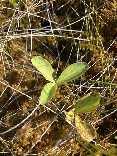 Bogbean