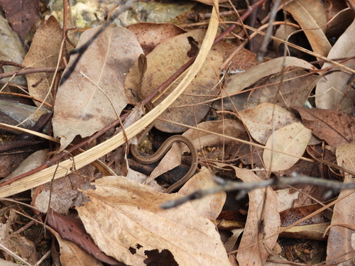Common Mock Viper