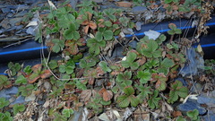 Fragaria hayatae