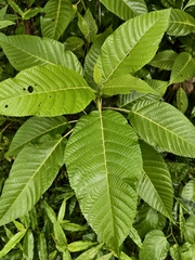 Dendrocnide meyeniana, photograph (c) 雲一百香果, some rights reserved (CC BY)