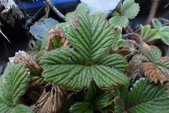 Fragaria hayatae
