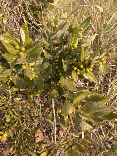 Eugenia bimarginata, 2026-08-25