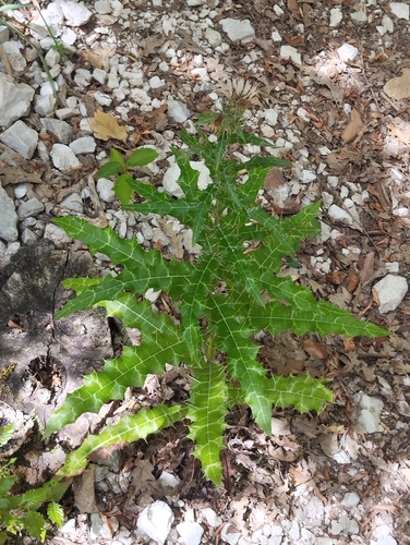 Ptilostemon strictus