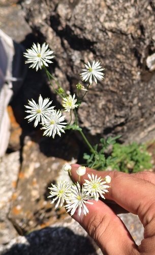 petal-like meadow-rue