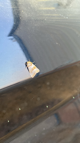 Chrysellus Flower Moth