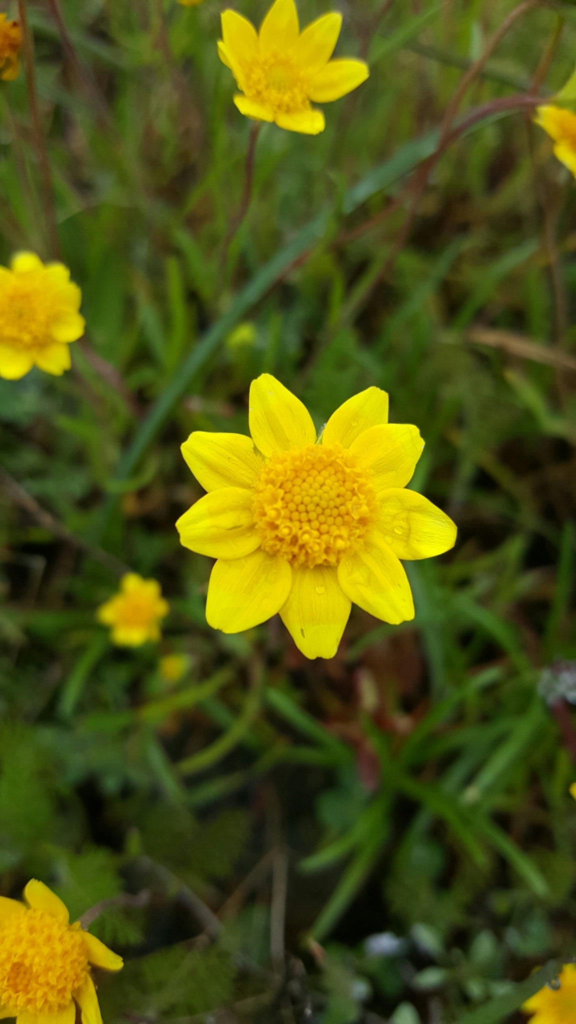 Lasthenia californica