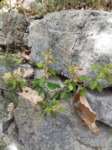 Wall germander