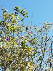 Coliiformes