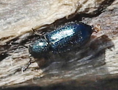 Necrobia violacea