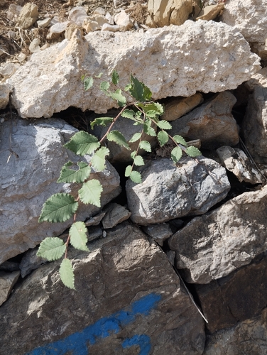 Field Elm