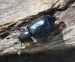 Necrobia violacea