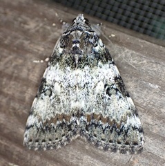 Catocala connubialis