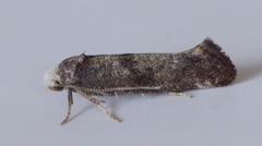 Swammerdamia pyrella