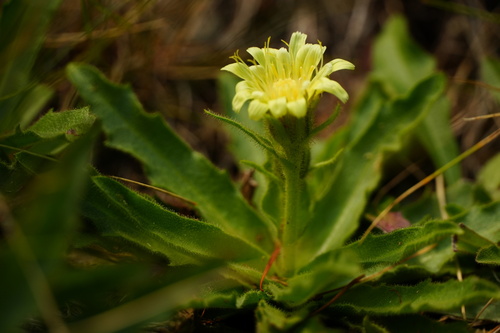 Schlagintweitia intybacea, photograph 1