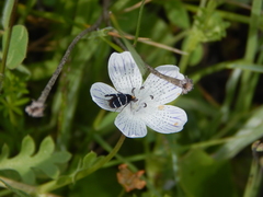 Adela trigrapha