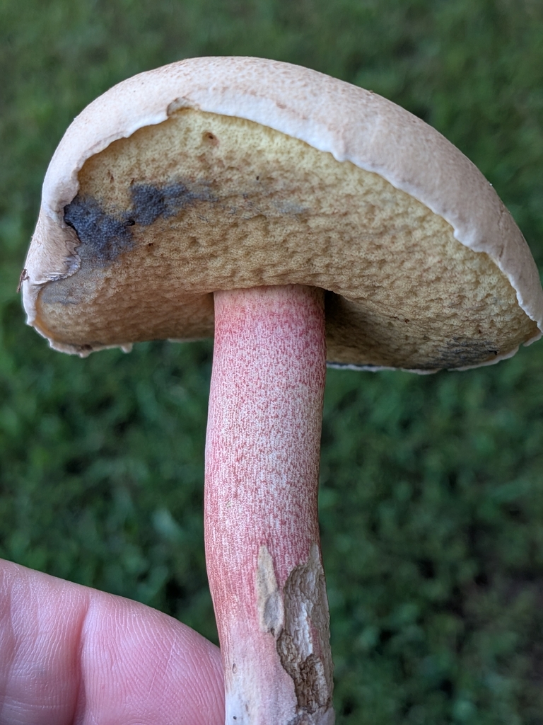 Caloboletus inedulis · August 2026 · photo: Photo: no rights reserved · iNaturalist