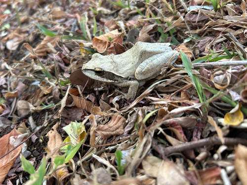 Chunam Tree Frog