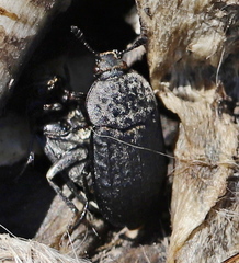 Thanatophilus rugosus