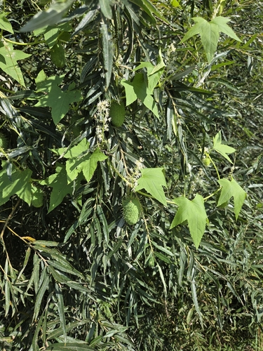 prickly cucumber