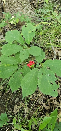 American ginseng