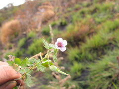 Geranium mascatense
