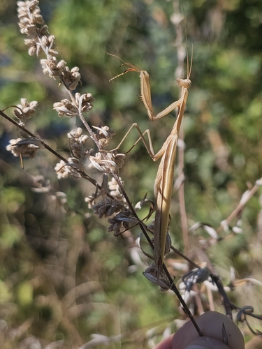 European Mantis