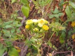 Helichrysum foetidum
