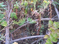 Helichrysum foetidum