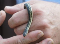 Thamnophis sirtalis annectens