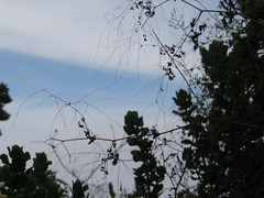 Thalictrum rhynchocarpum