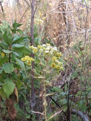 Helichrysum cameroonense