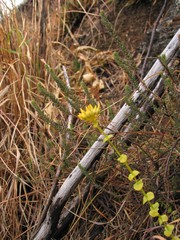 Sebaea brachyphylla