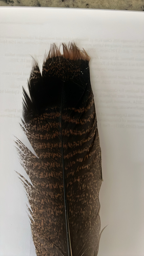 Wild Turkey
