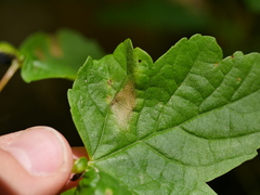 Phyllonorycter geniculella