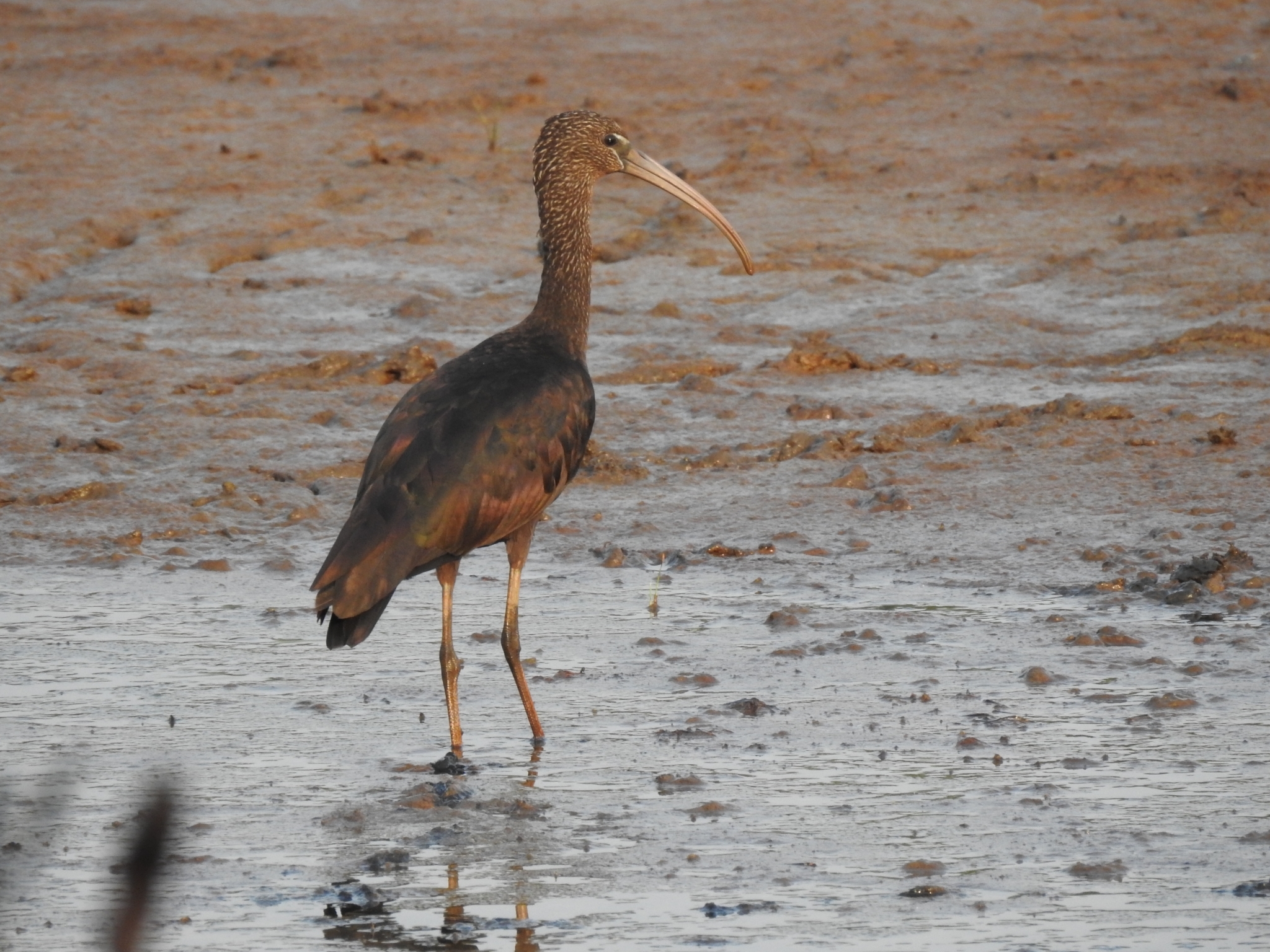 Glossy Ibis