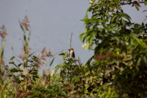 Red-backed Shrike