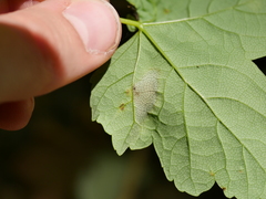 Phyllonorycter geniculella