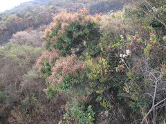 Agarista salicifolia