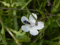 Adela trigrapha