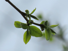 Diospyros virginiana