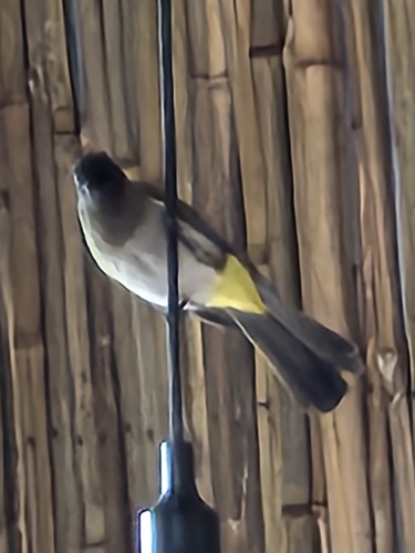Common Bulbul