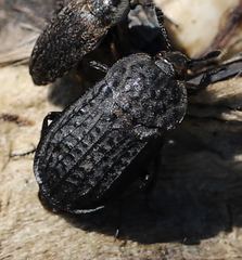 Thanatophilus rugosus