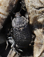 Thanatophilus rugosus