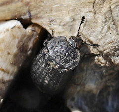 Thanatophilus rugosus